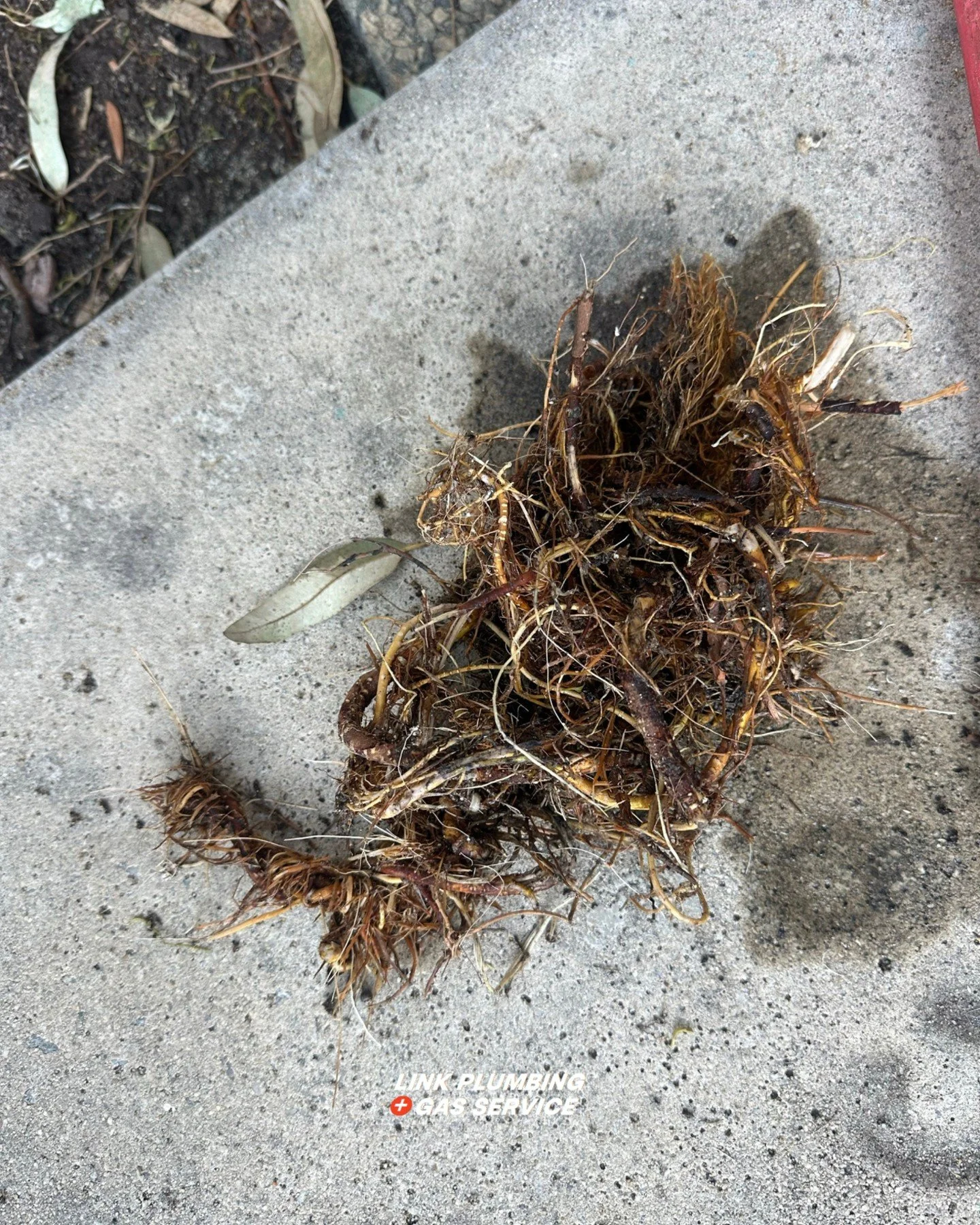 Slow flow? Could be roots 🌲

Tree roots can sneak into your plumbing and cause blockages, slow drains, and serious damage if left unchecked. If you&rsquo;re noticing gurgling, bad smells, or slow flow, it might be time to take a closer look.

Don&rs