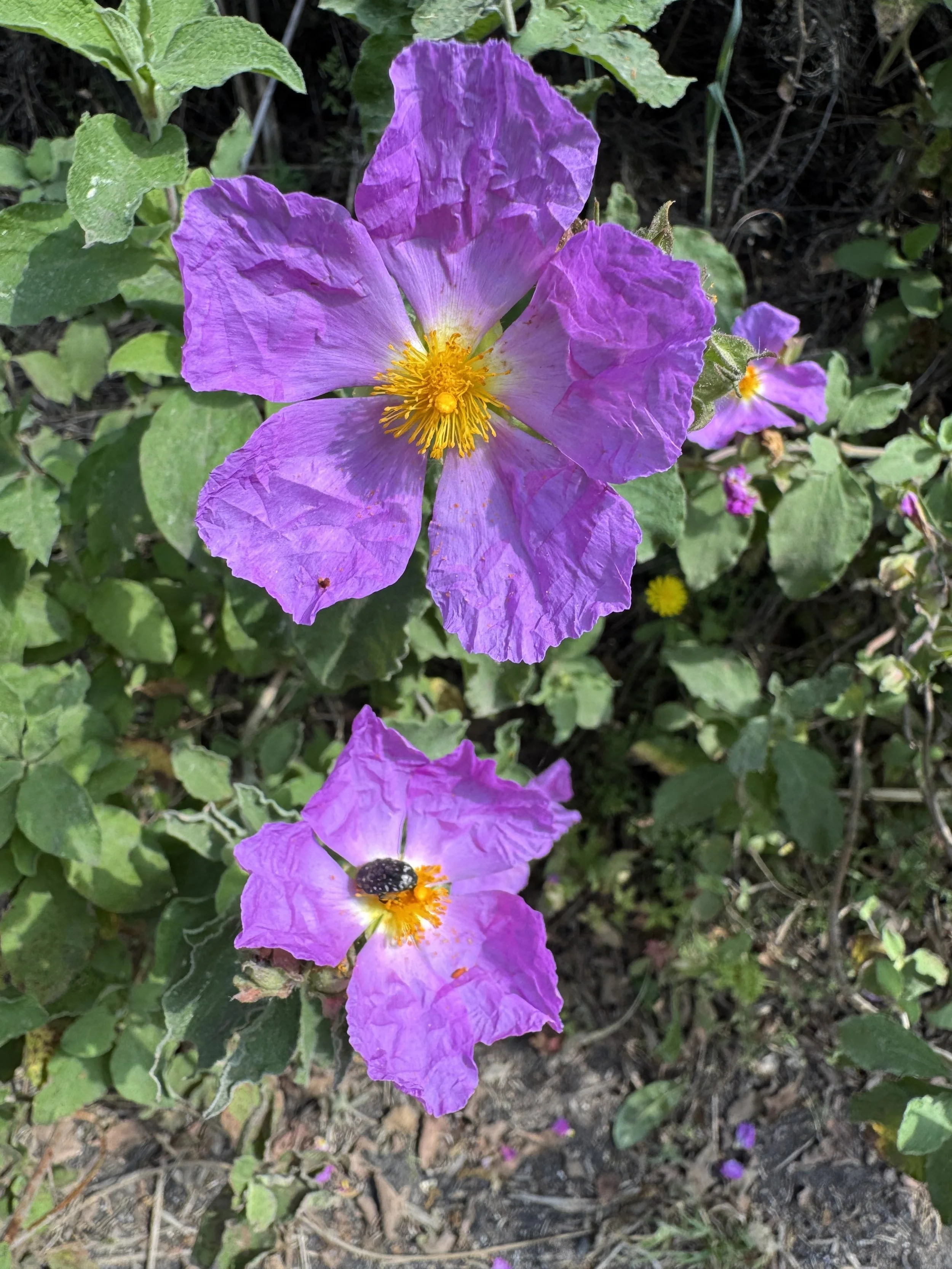 IMG_3037.jpeg