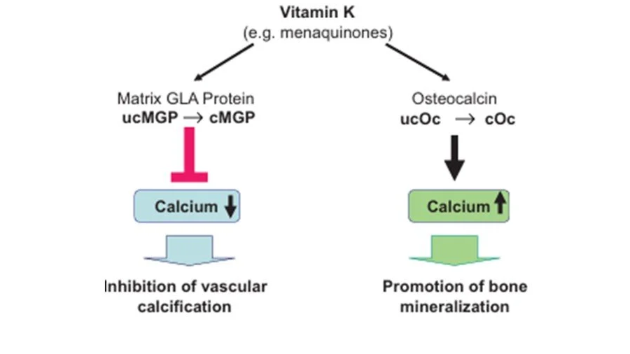 Non clotting function of vitamin K