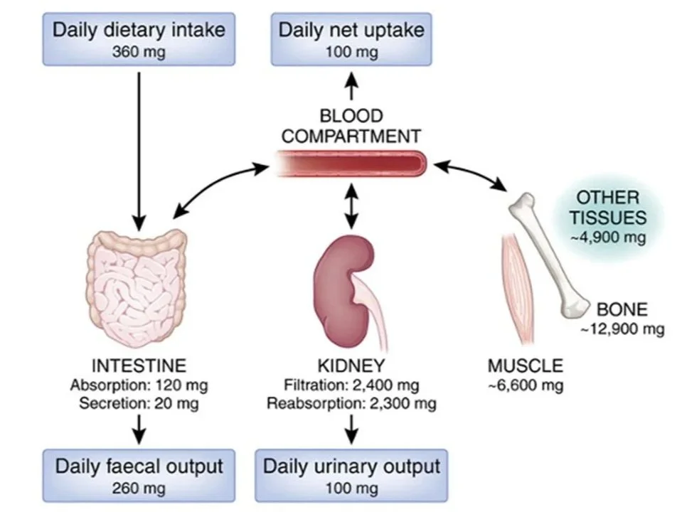 Magnesium physiology