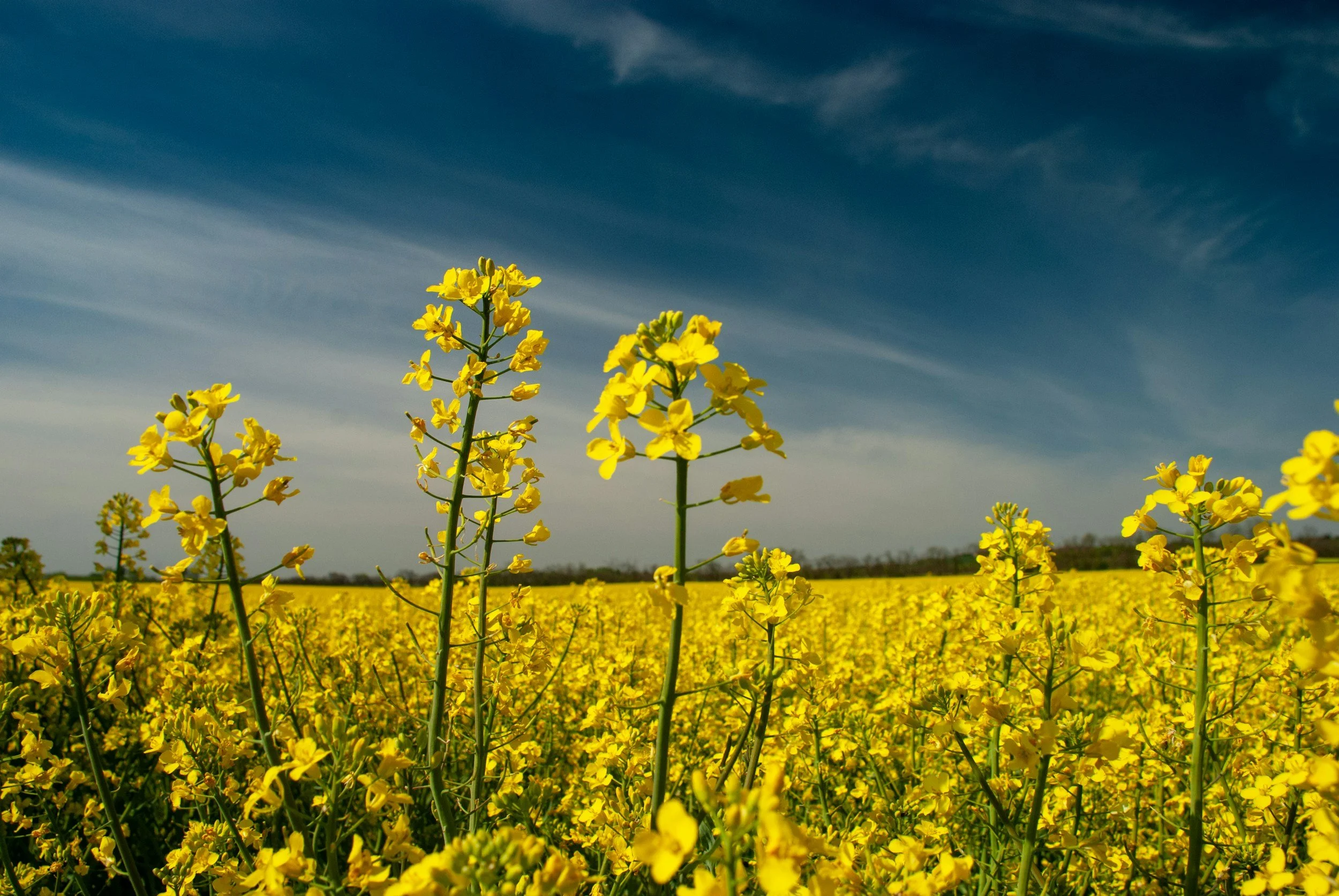 A canola field