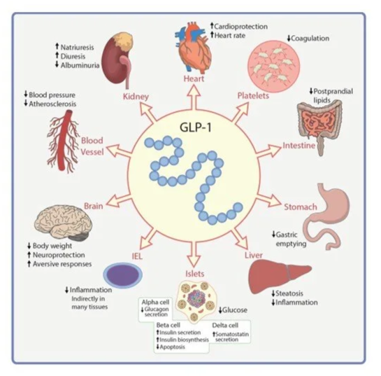 Picture showing the other potential benefits of GLP-1 RAs in the body beyond weight loss.