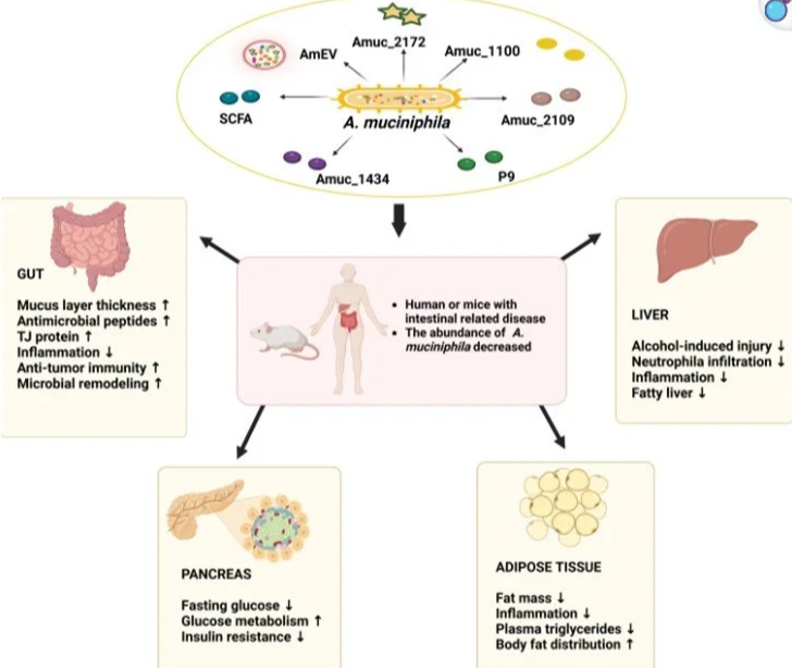 Akkermansia muciniphila actions on multiple fronts for metabolic disease.