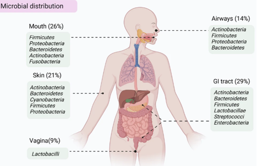 Microbial distribution throughout the body