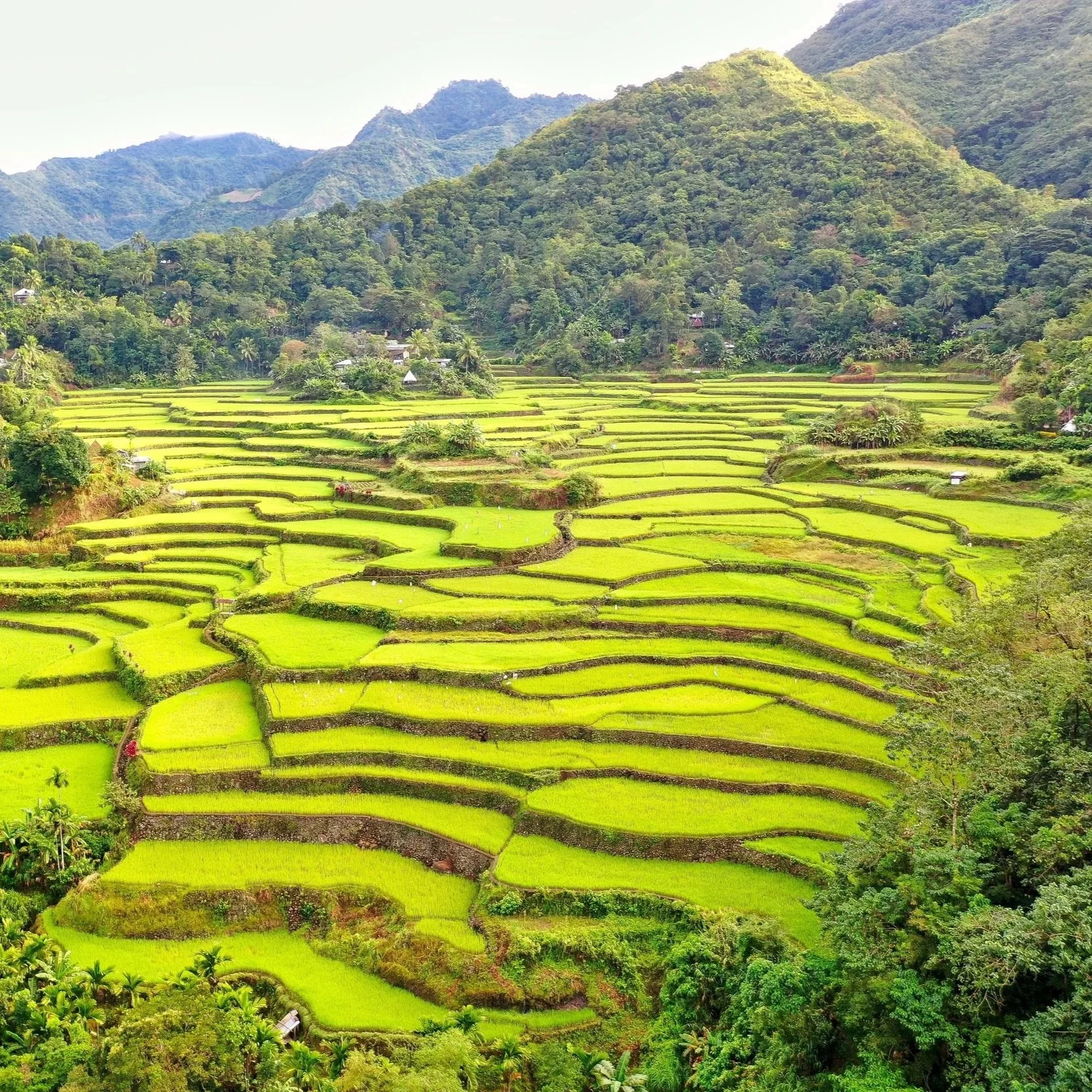 Terraced rice fields in a lush green valley surrounded by forested mountains.