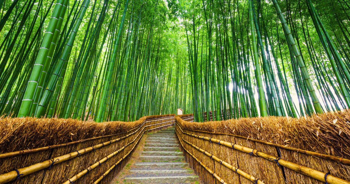 Exploring Arashiyama And The Bamboo Groves Of Kyoto