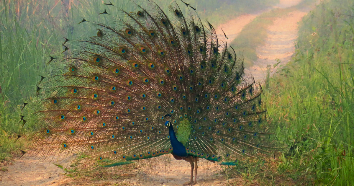 A Guide To Birdwatching In Chitwan National Park For Twitchers&nbsp;