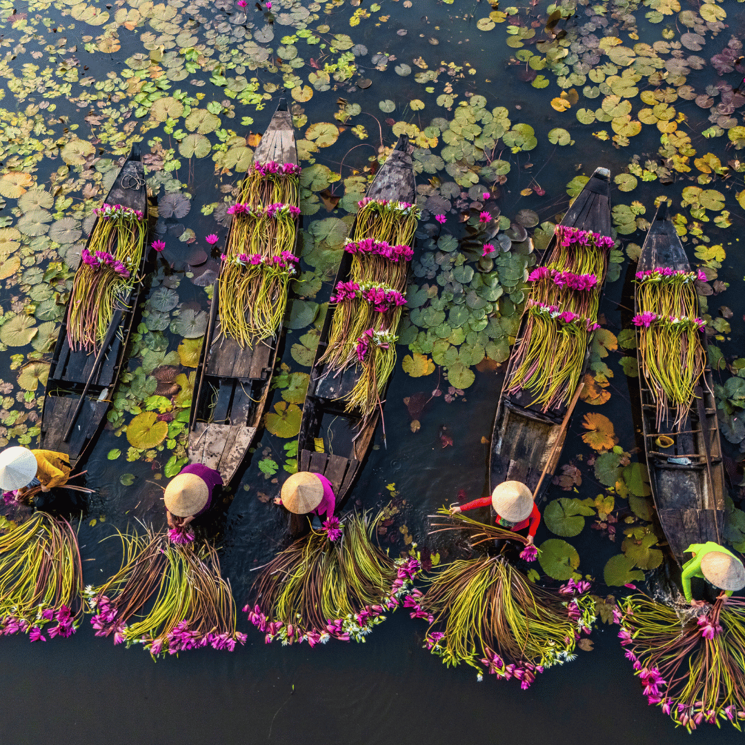 People in conical hats arranging pink flowers with long green stems on wooden boats in a pond filled with lily pads and water lilies.