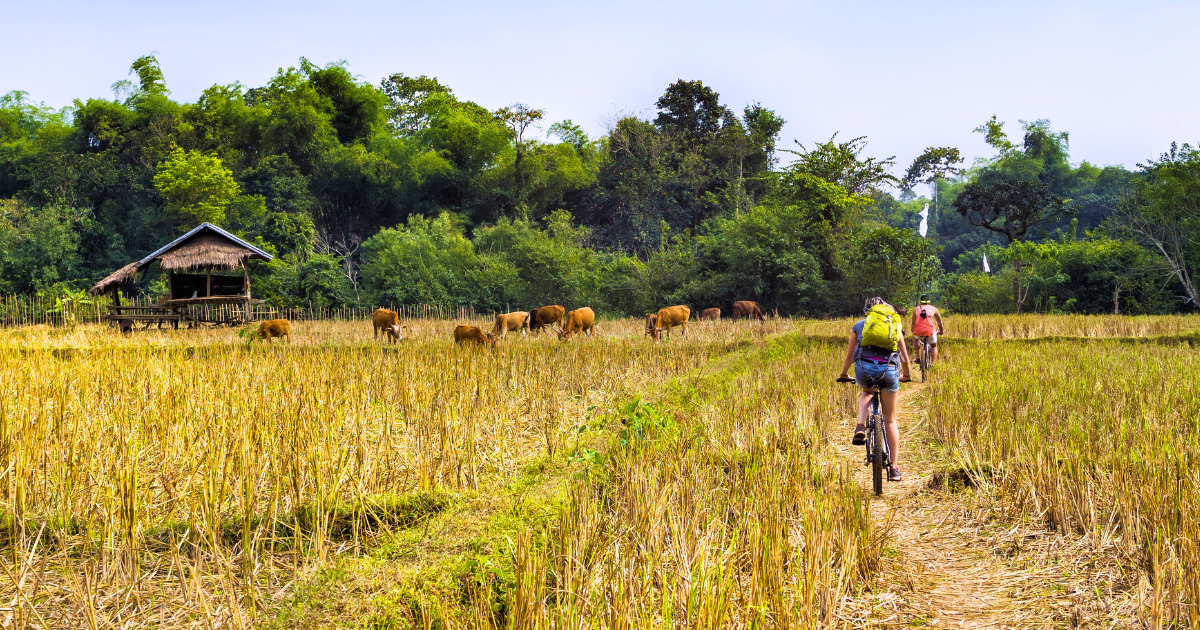 Cyclists riding along a dirt path through harvested rice paddies on Don Khon island