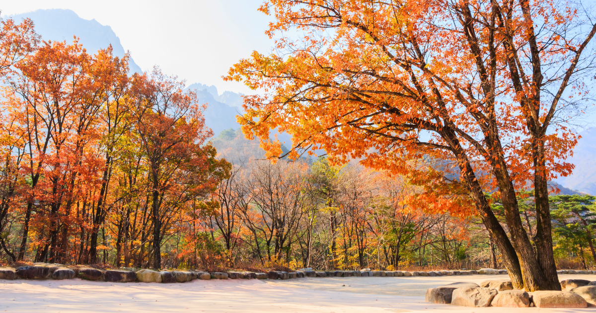 Autumn foliage in Seoraksan National Park with granite peaks visible through the haze beyond the treeline