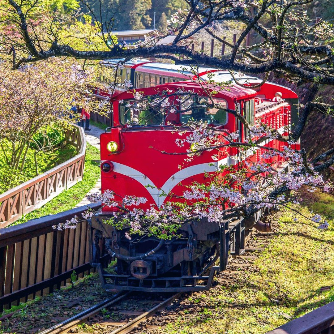 A red train traveling on a track surrounded by blooming cherry blossom trees during spring.