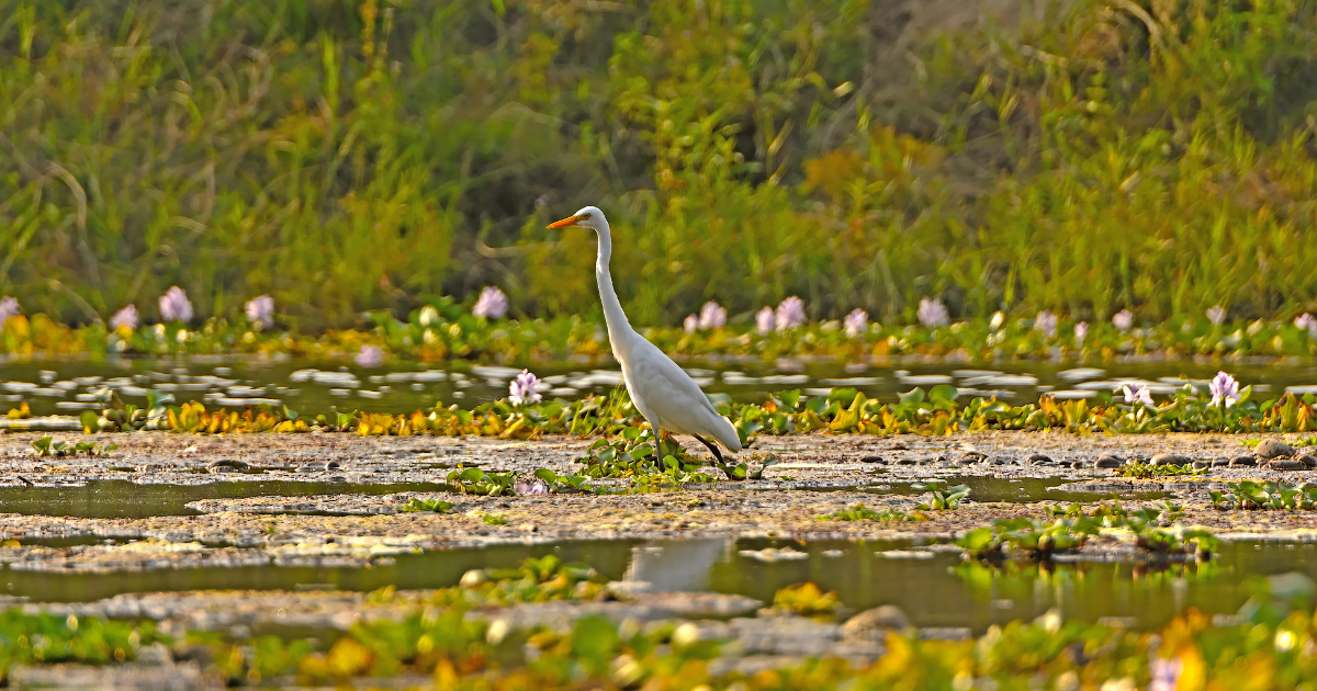 A great egret wading through shallow water among flowering water hyacinth and green vegetation at a Chitwan wetland