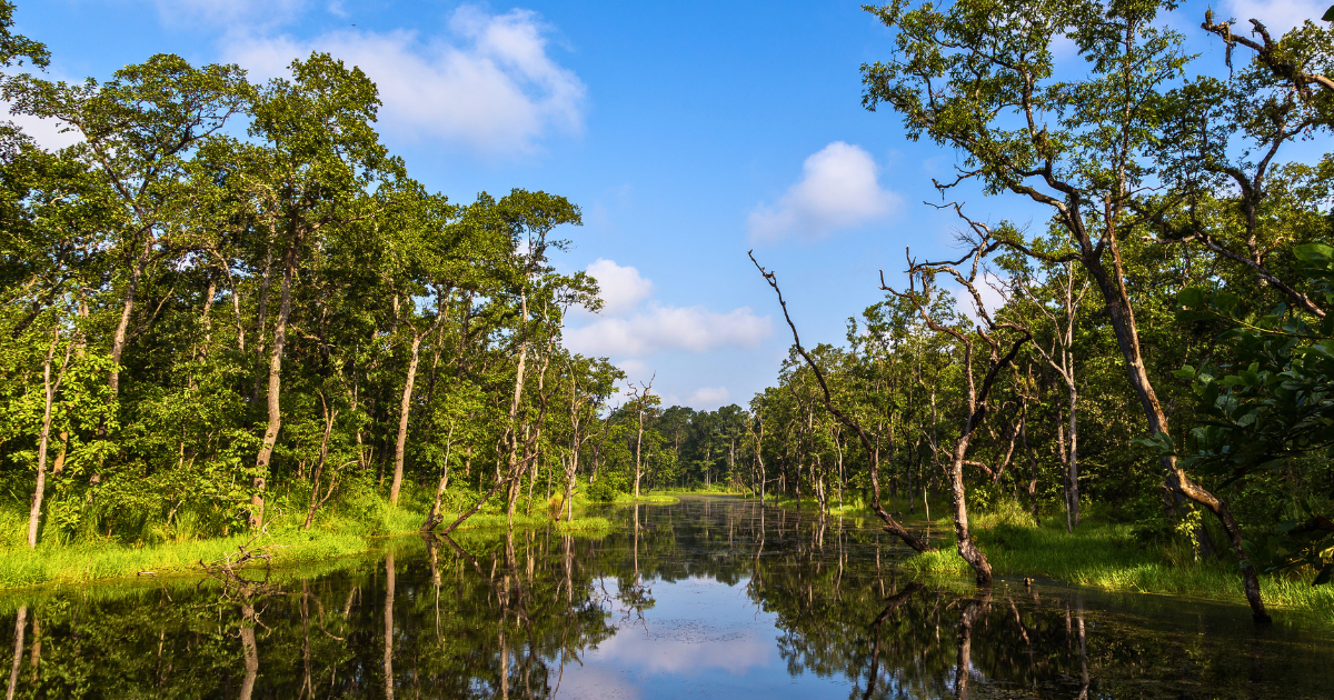 A still waterway running through mature sal forest in Chitwan National Park under a partly cloudy sky