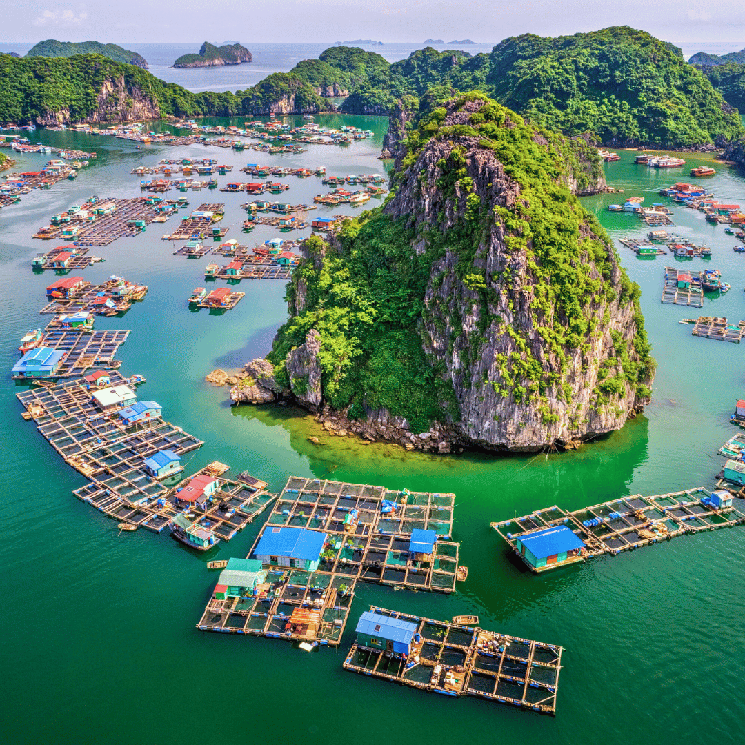 Floating fish farms surrounding a large, lush, green limestone island in a bay with other smaller islands in the background.