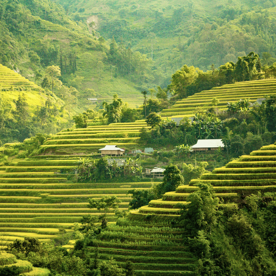 Terraced green rice fields on hillsides with scattered small houses surrounded by lush trees and foggy mountain background in a rural landscape.