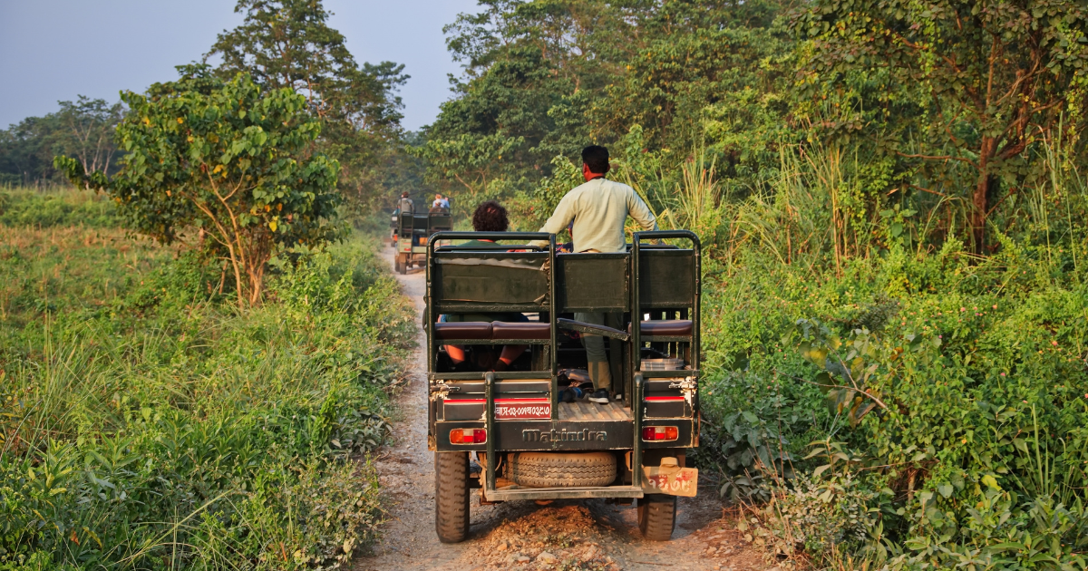 A safari jeep heading along a narrow track through dense green vegetation in Chitwan National Park