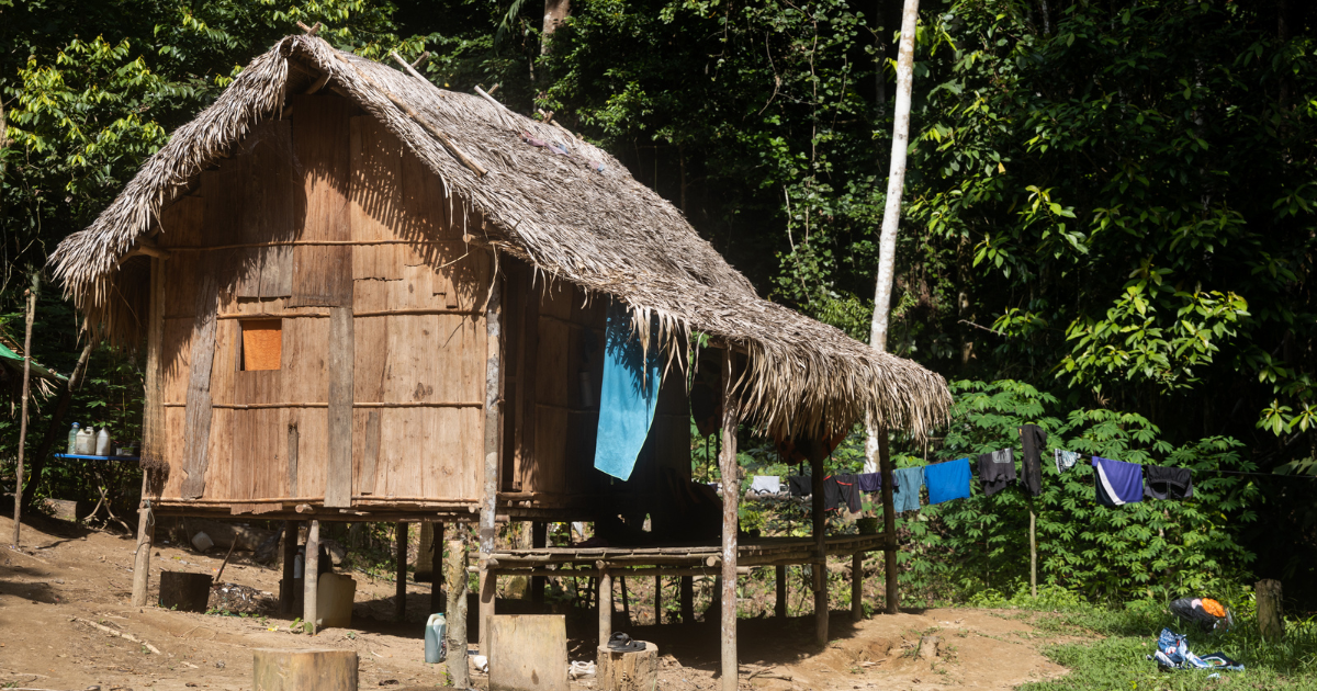 A traditional Orang Asli stilt dwelling with a thatched palm roof in a forest clearing