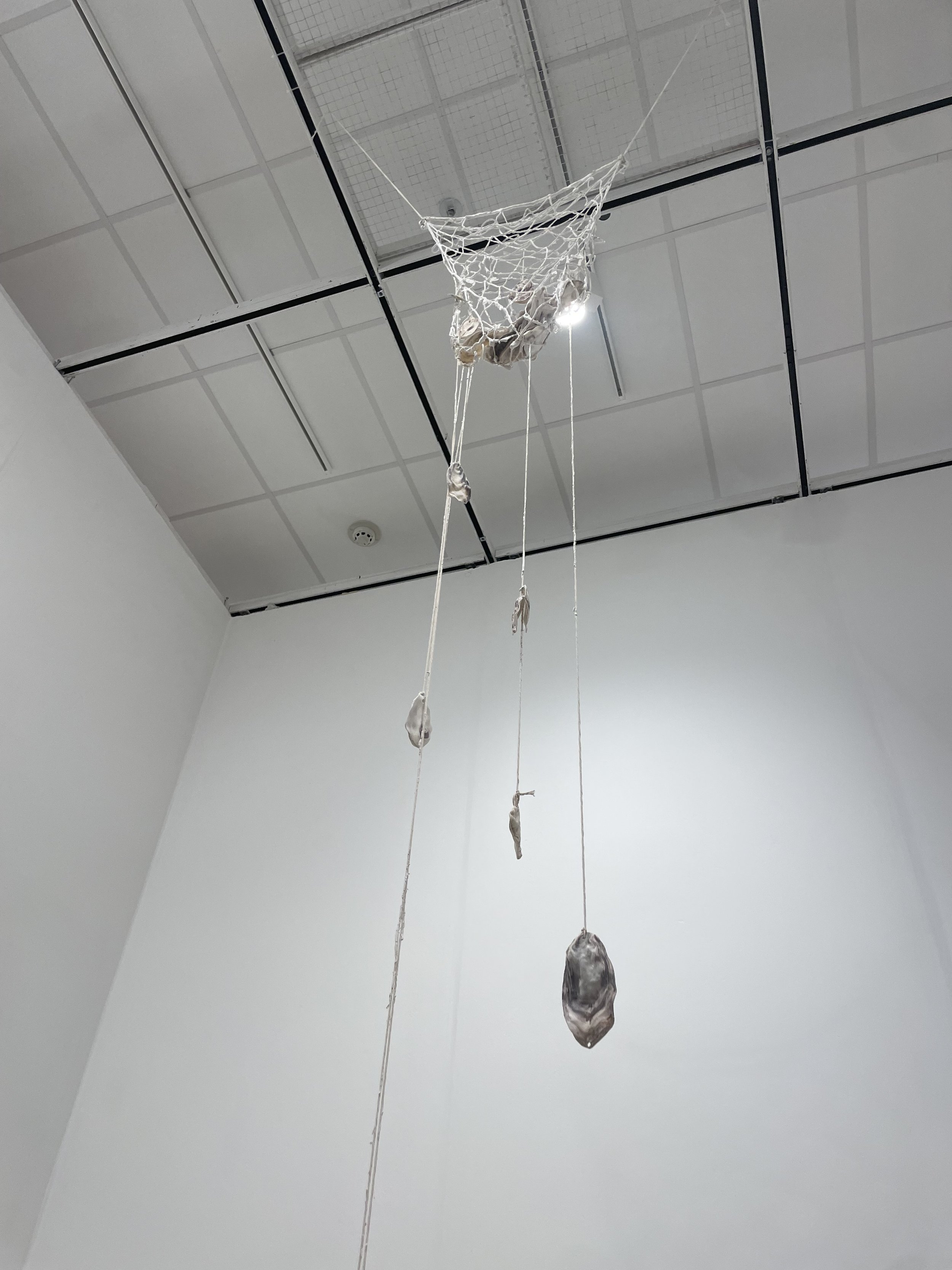 Plaster, String, Collected Oyster Shells