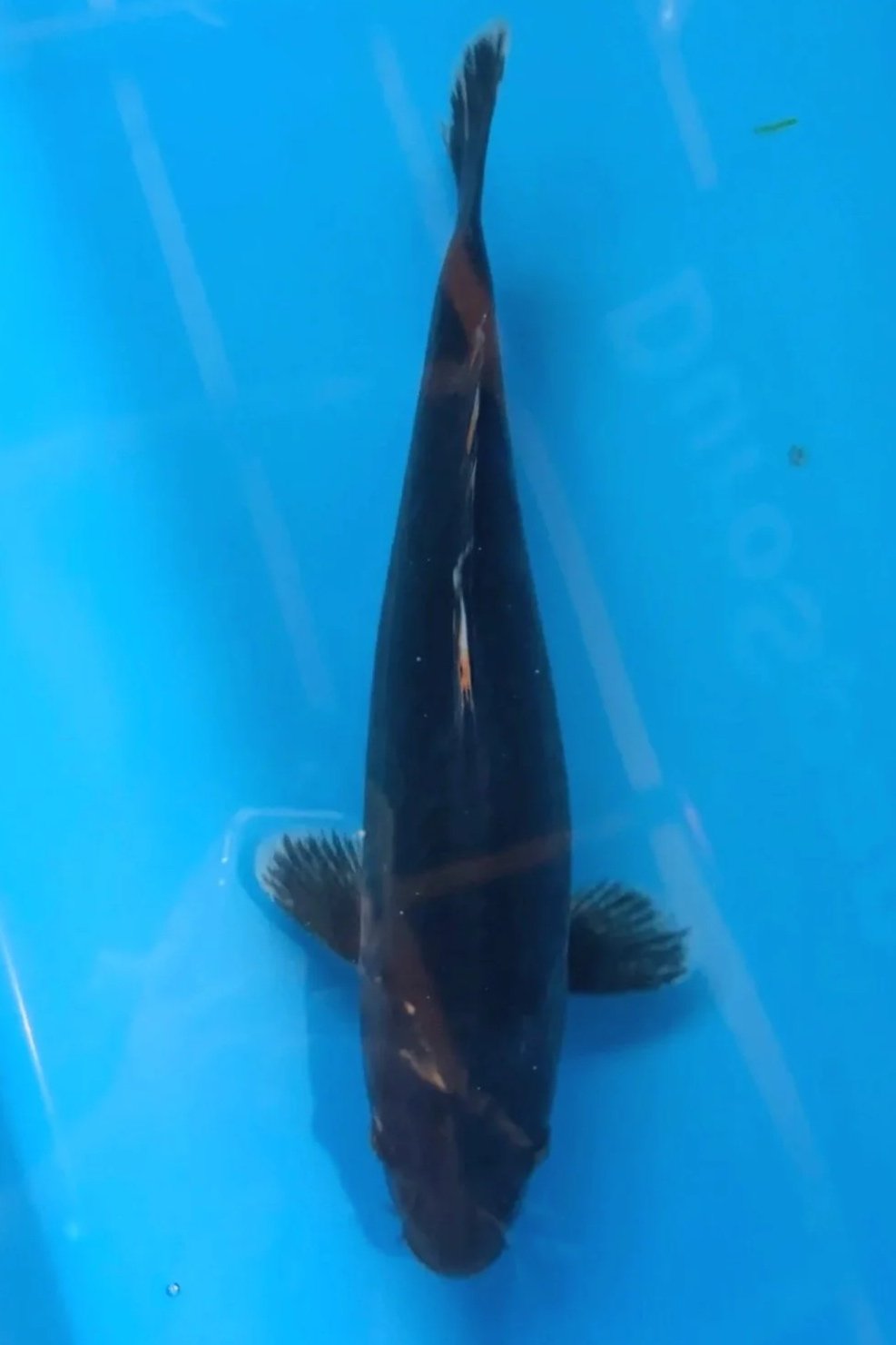 Karasugoi Hajiro 16”