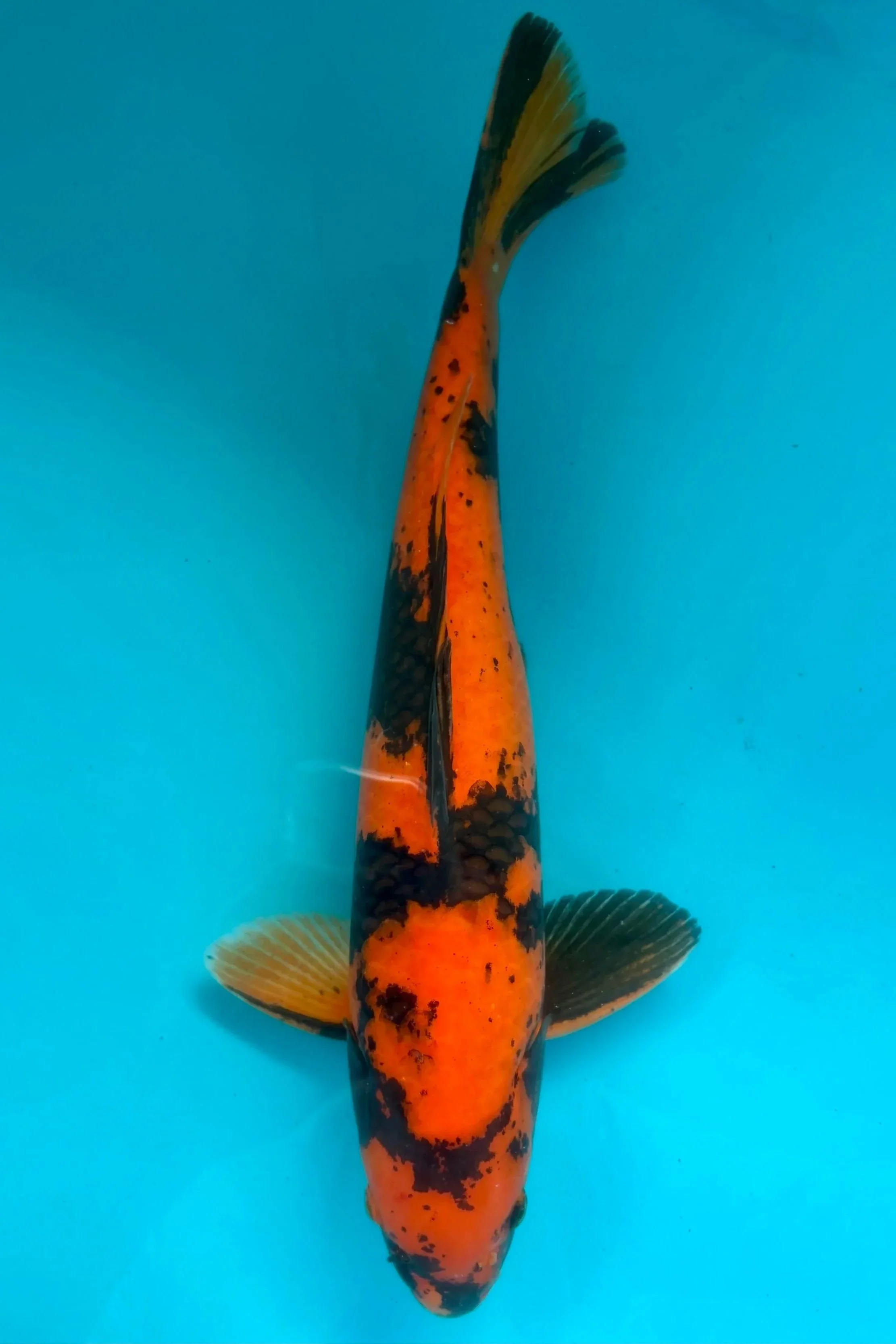 Hi Utsuri 19”