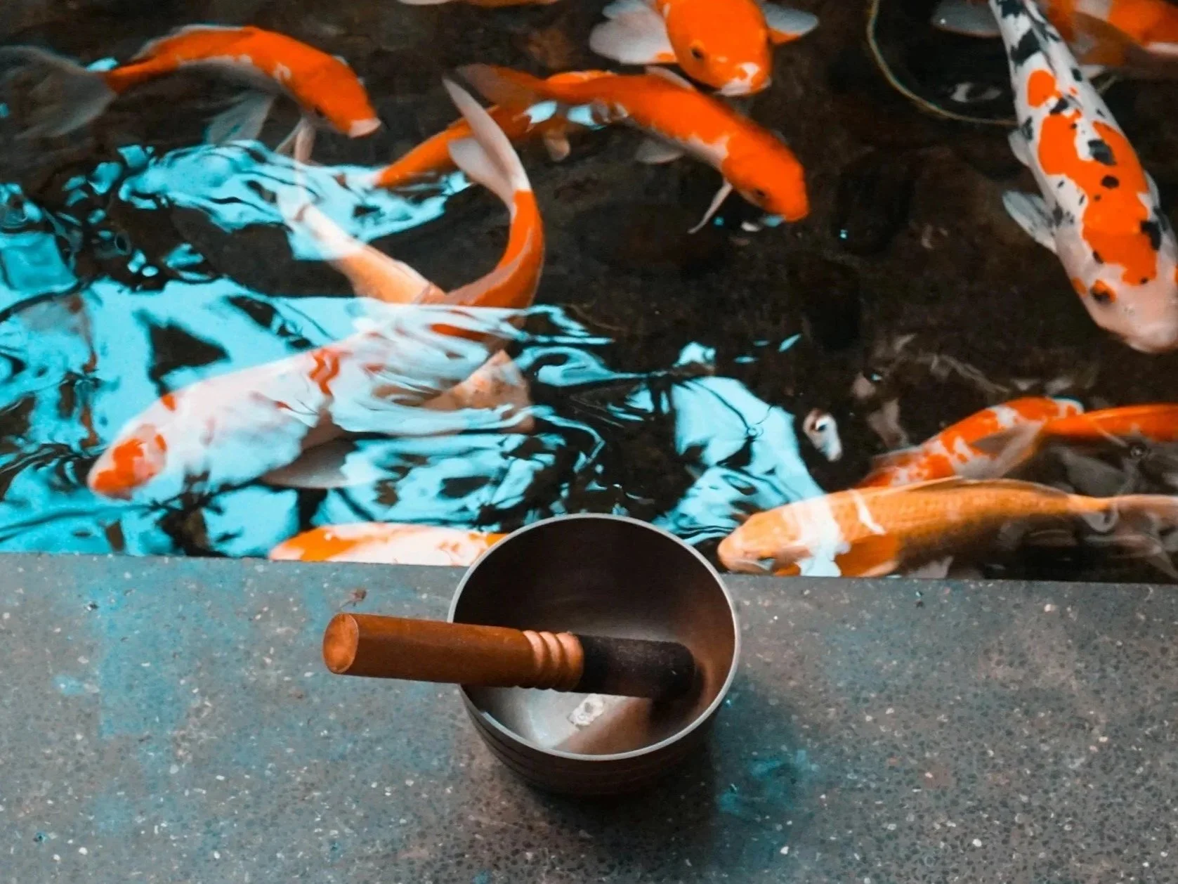 Koi: A portal to meditation