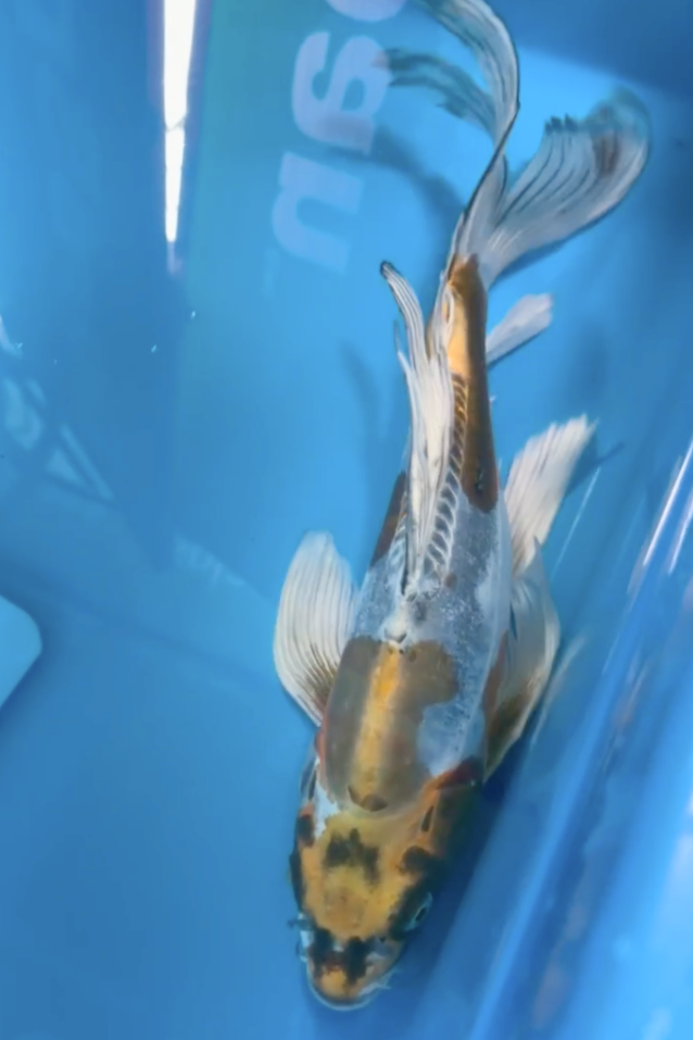 Kogane Ochiba Kikokuryu 15"~