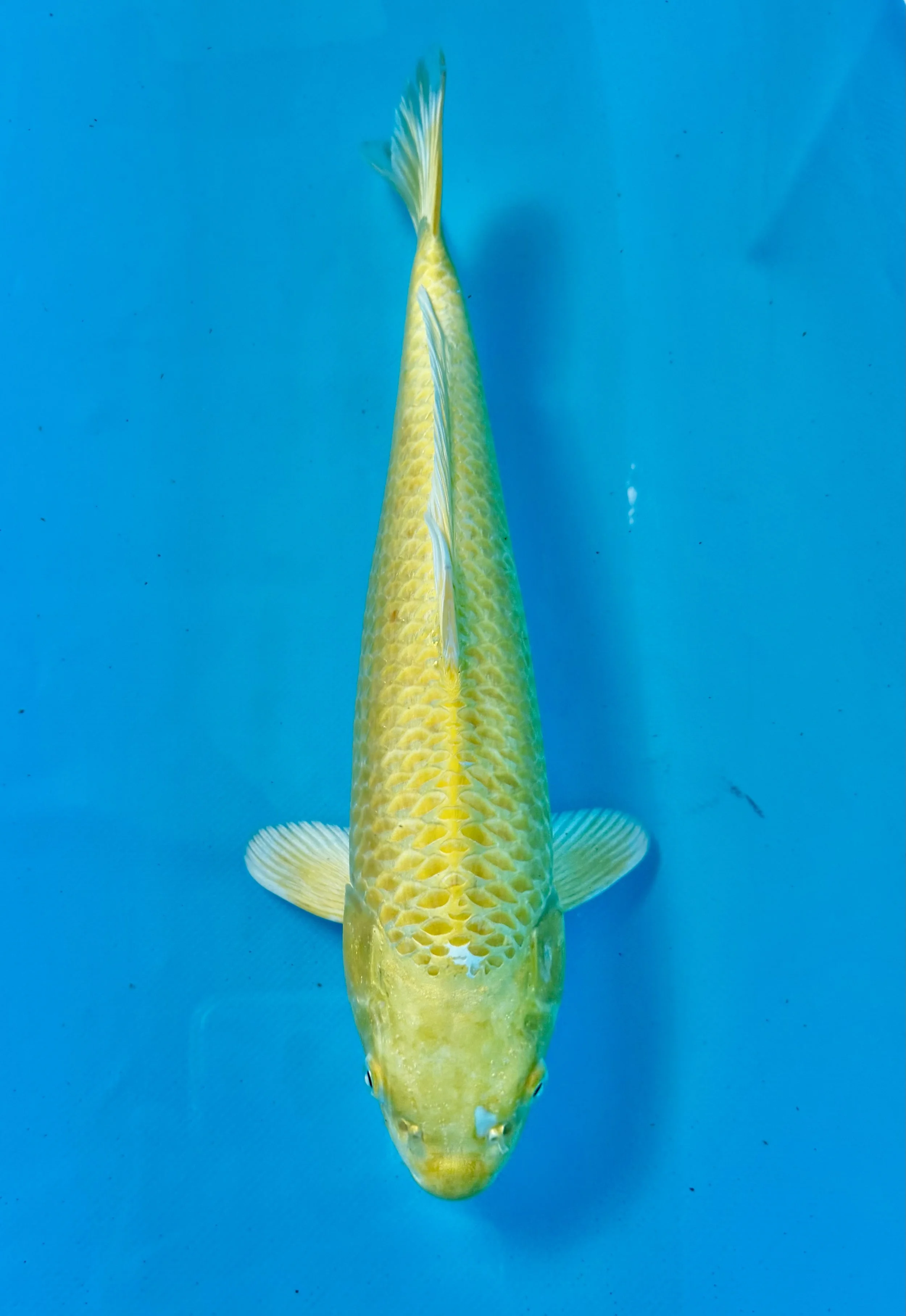 Yamabuki  15”
