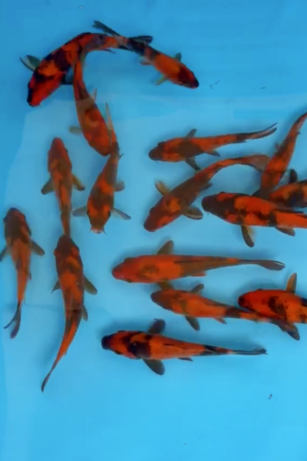 Hi Utsuri 6"- 7"