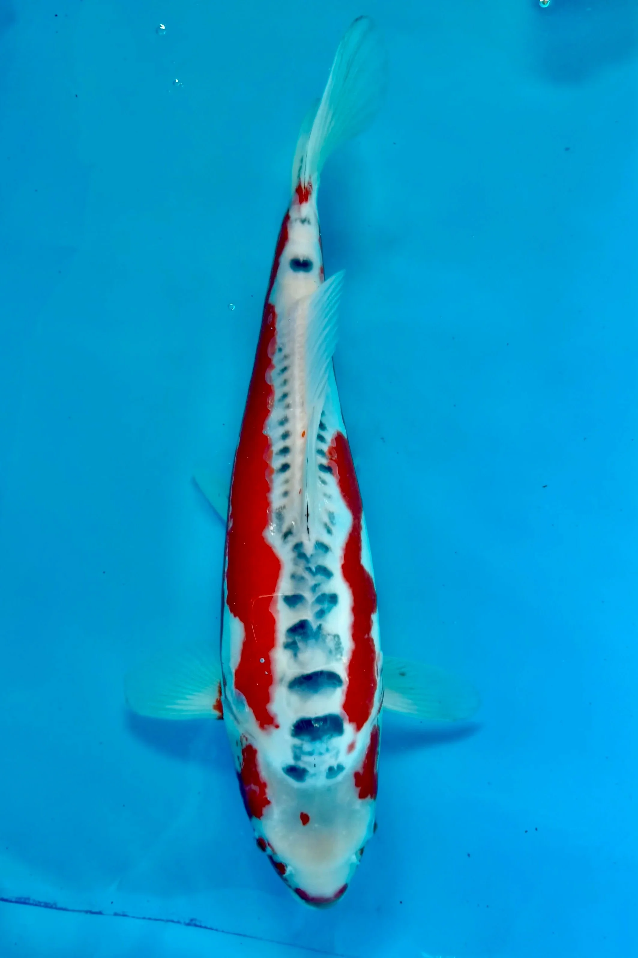 Shusui 20”