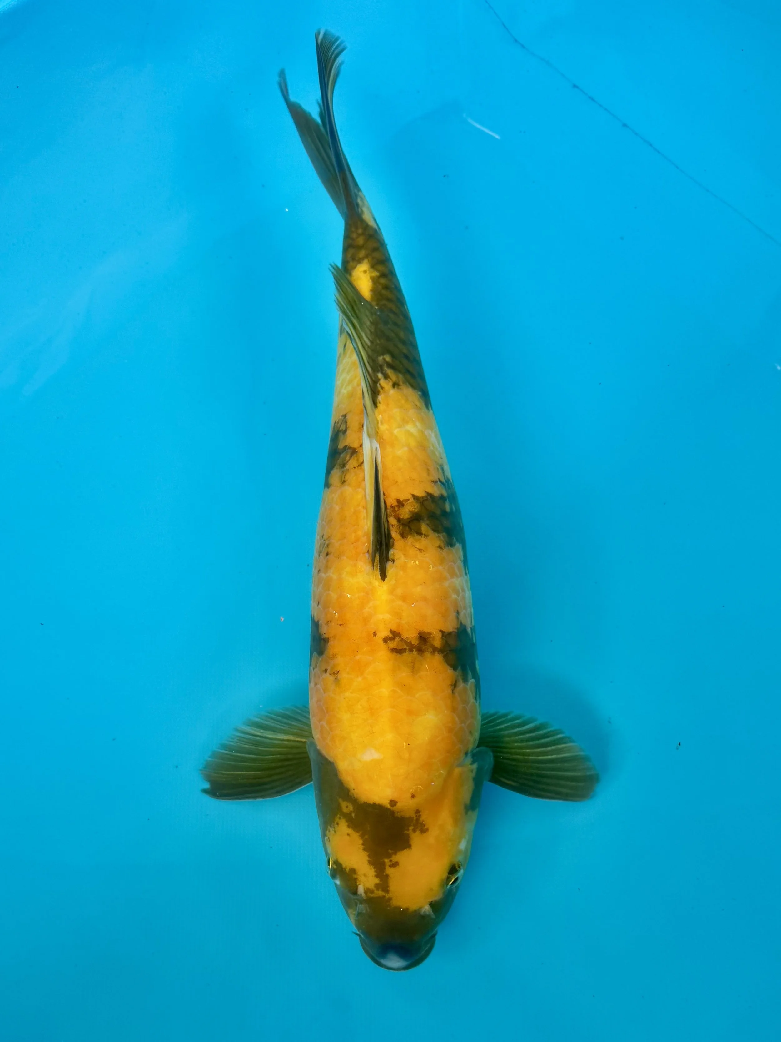 Ki Utsuri  20”