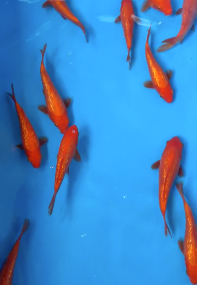 Mango Karashigoi 6”-8”