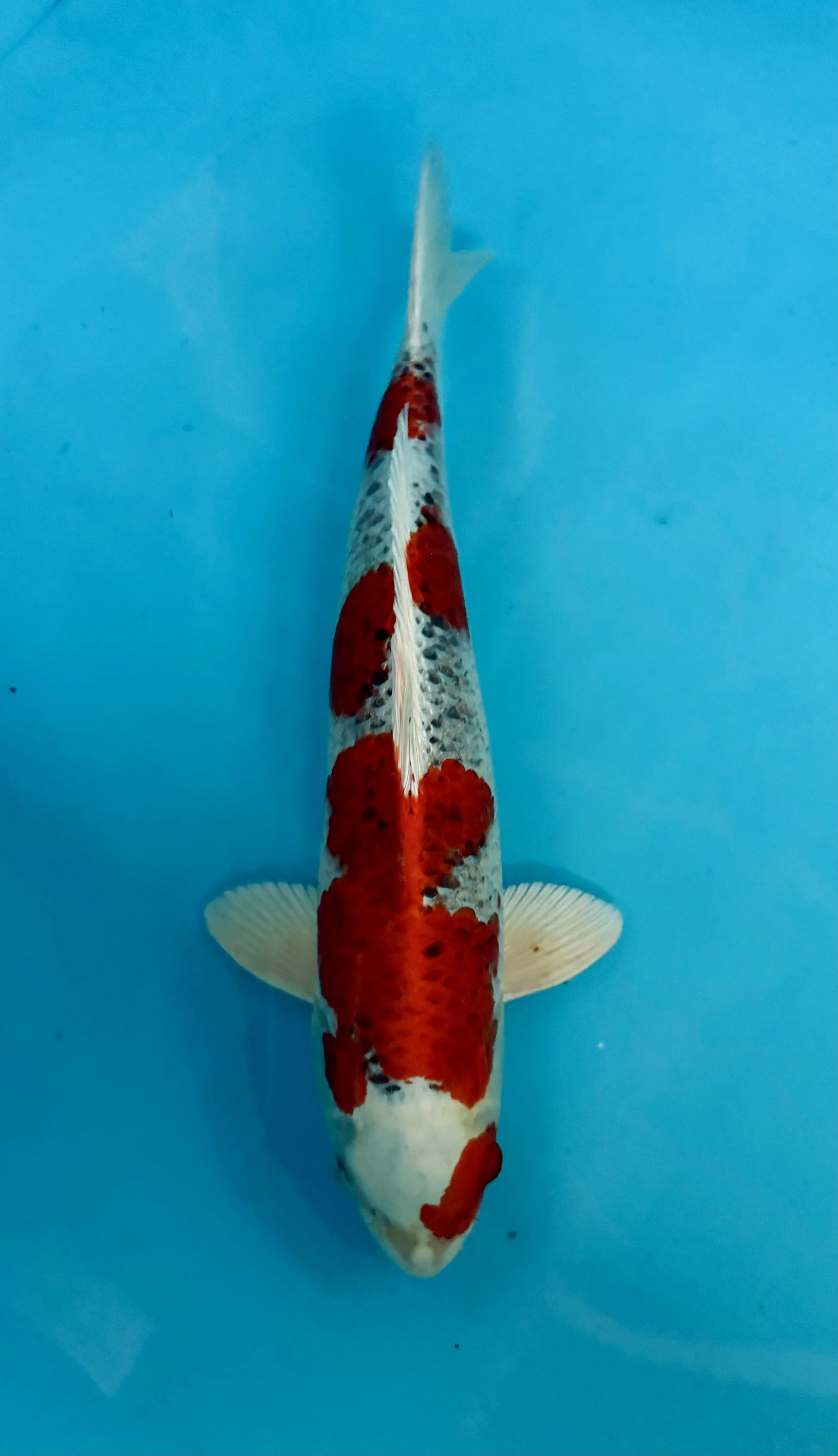 Kujaku 18”