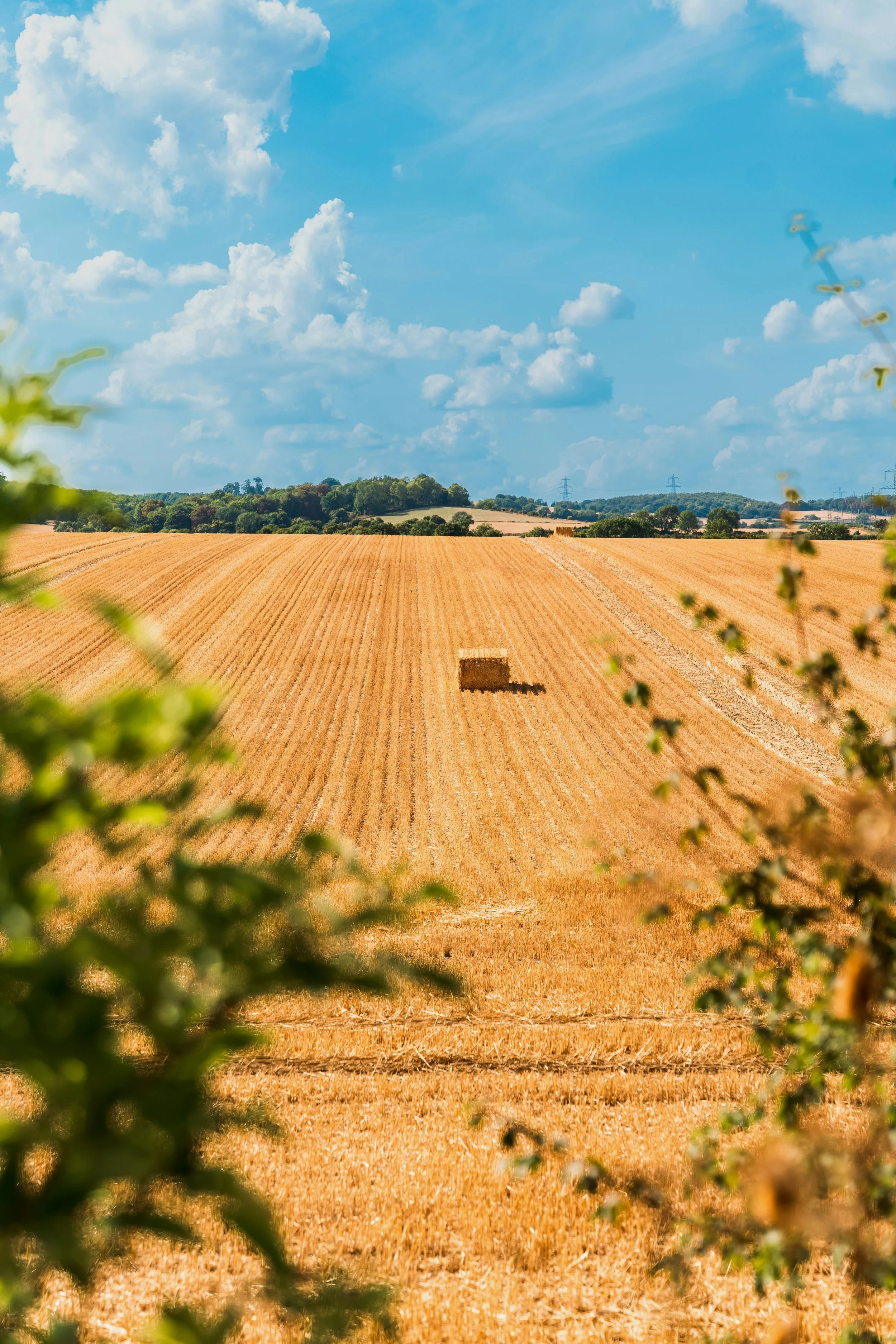 A hay bale in the middle of a golden farm field under a blue sky with white clouds.