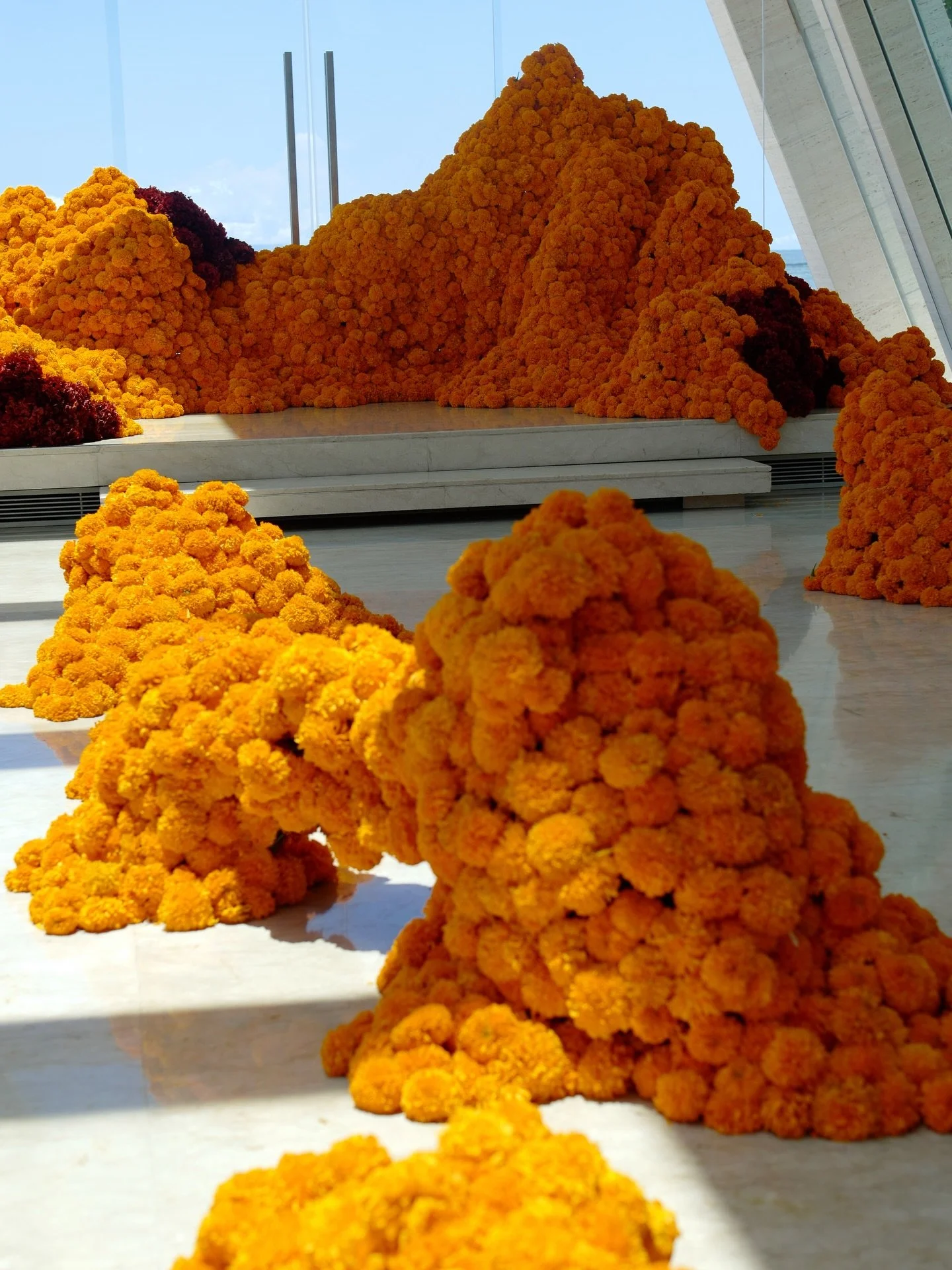 Marigold eruption 💥