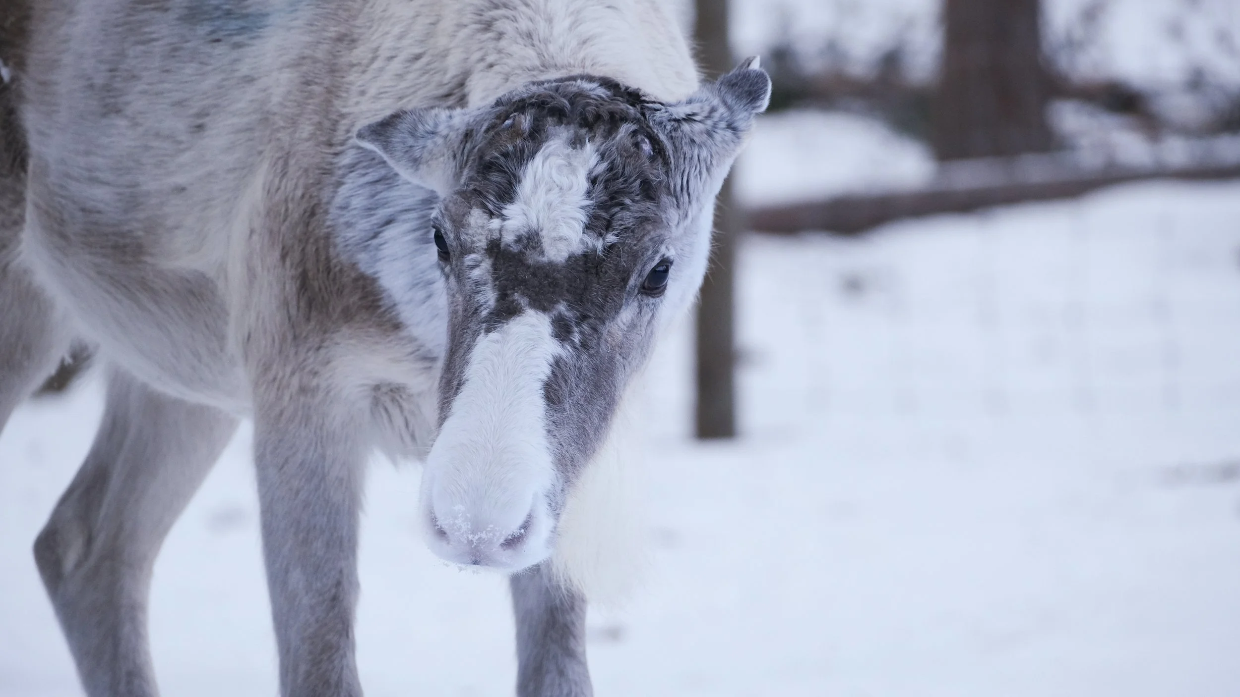 Lapland, Sweden / Nyncke Ernst