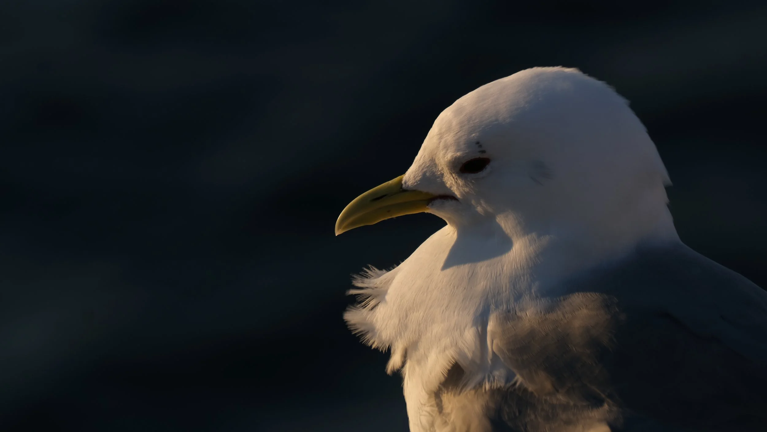 Havila, Norway / Nyncke Ernst