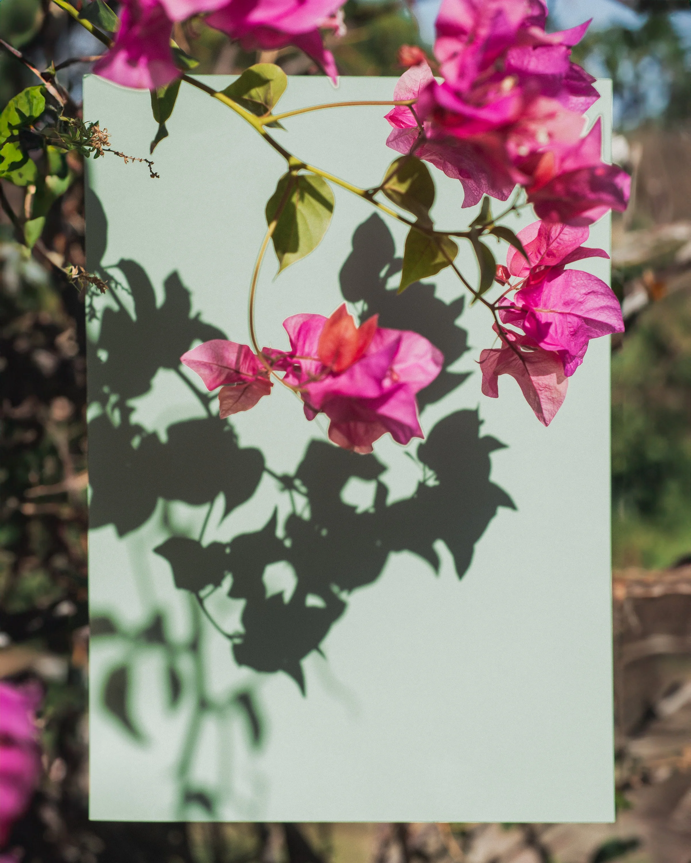A still life photograph of a pink bougainvillea flowers and green leaves casts a shadow on a light-colored sheet of paper outdoors.