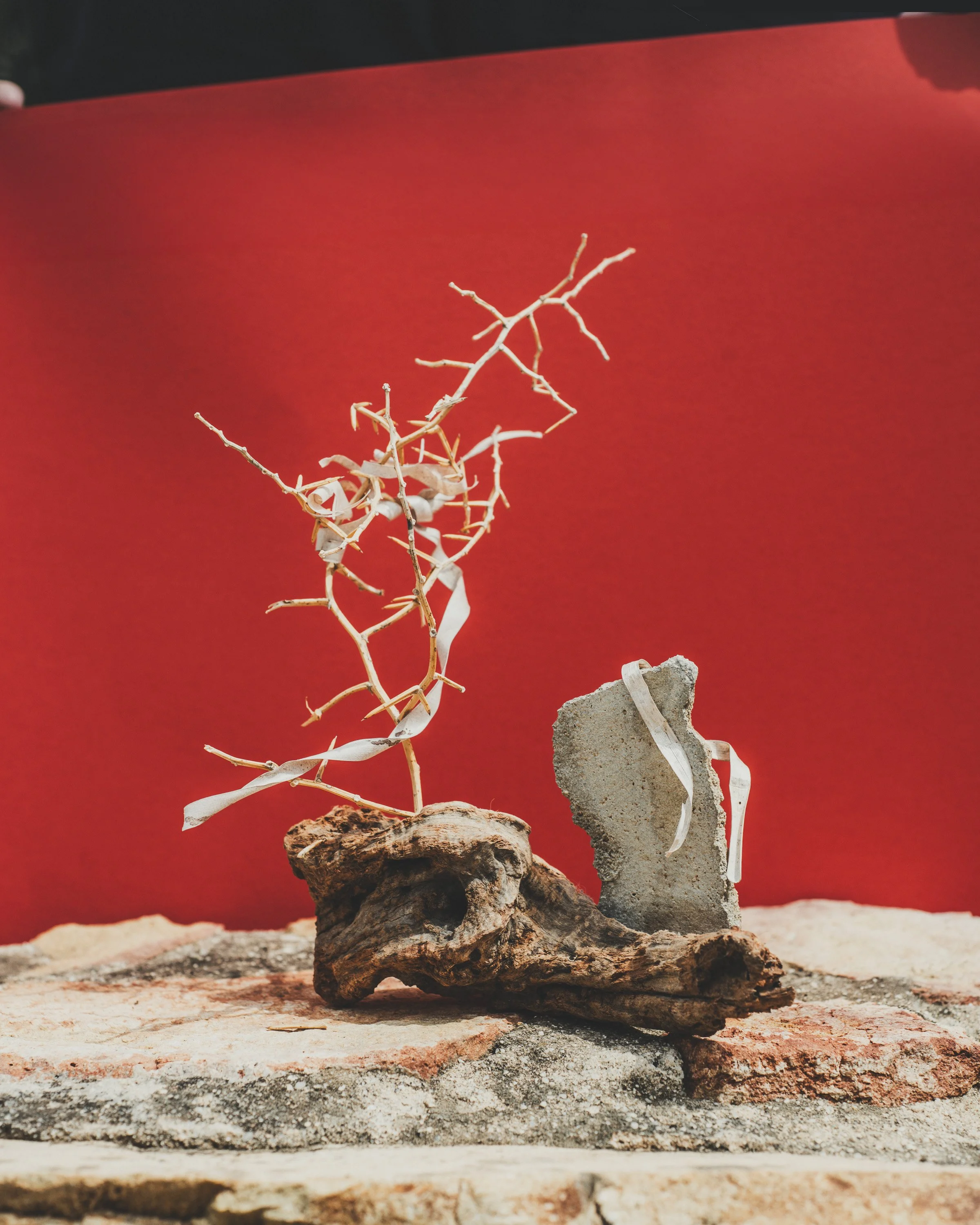 Still life photography showing a small, delicate, leafless branch or vine arranged on a rock, set against a solid red background.