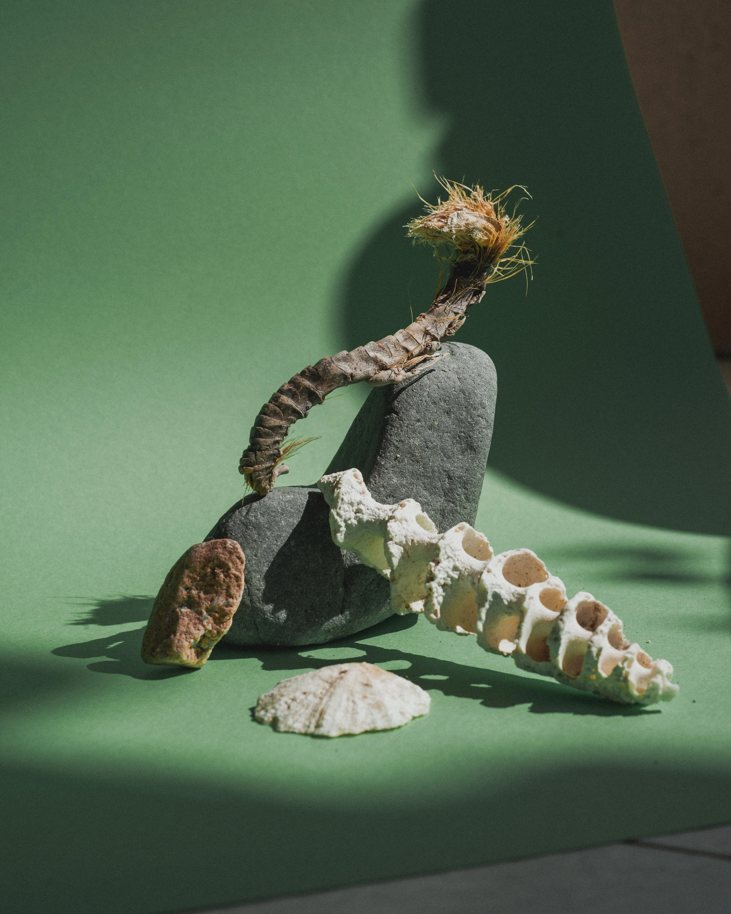 Still life arrangement of various rocks and shells on a green background.