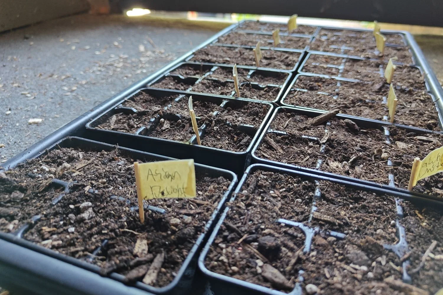 Midnight Ideas, Daylight Regrets: A Homesteader’s Lesson in Restraint