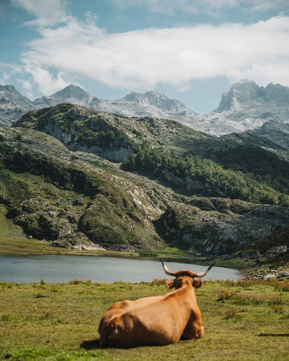 A cow lying on grass near a lake, with green mountains and rocky peaks in the background under a partly cloudy sky. Picos de Europa near the Cavadonga lakes in Asturias, Northern Spain, Europe.