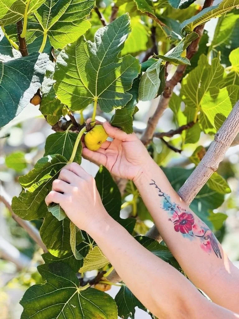 Person harvesting a fig from a tree with large green leaves.