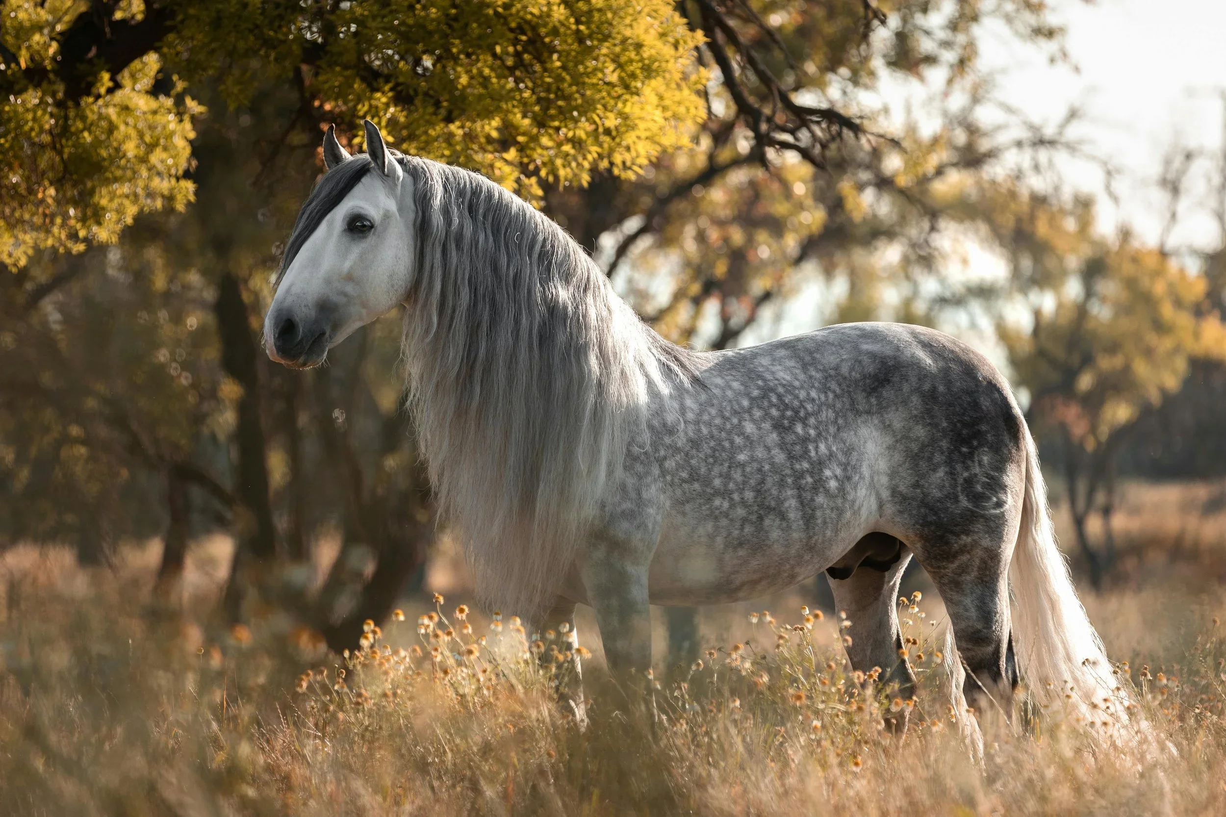 The Andalusian Horse