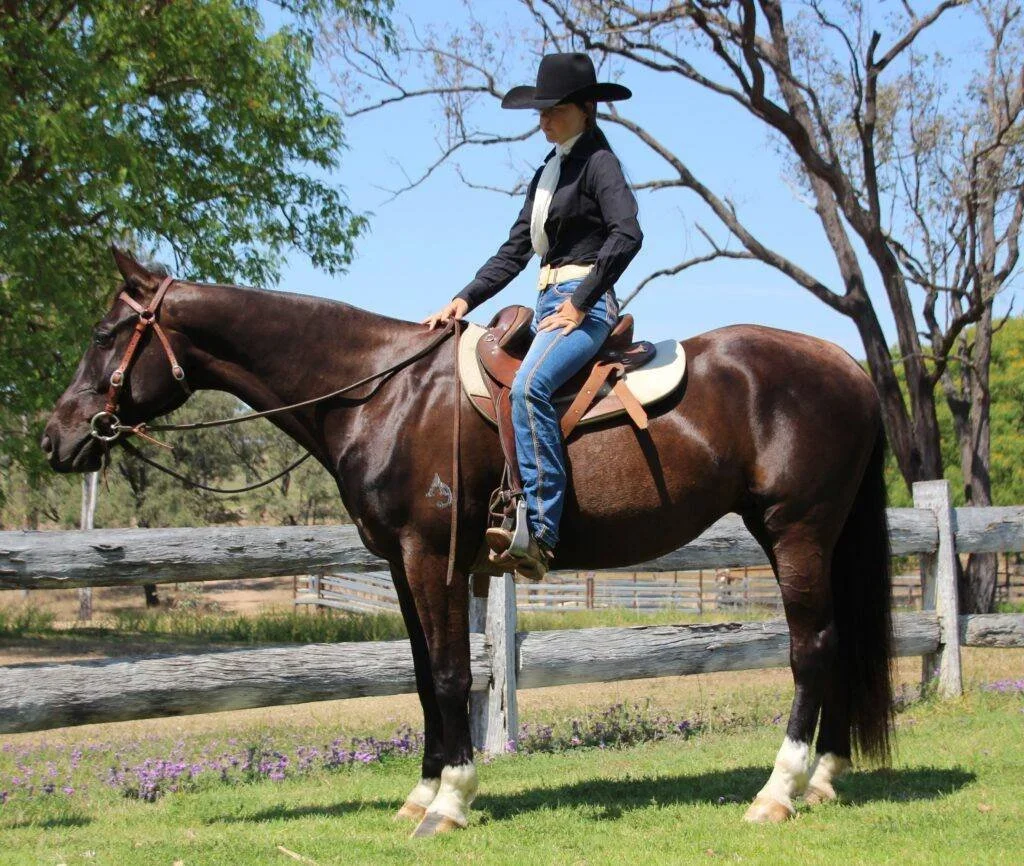 The Australian Stockhorse