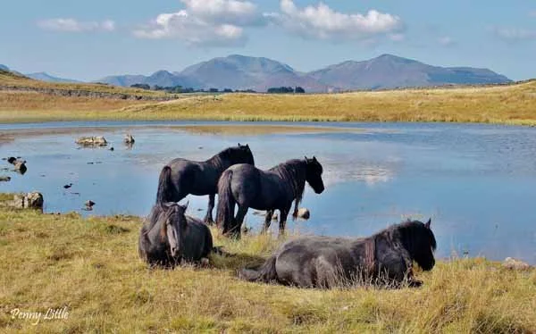 Search for the Fell Pony