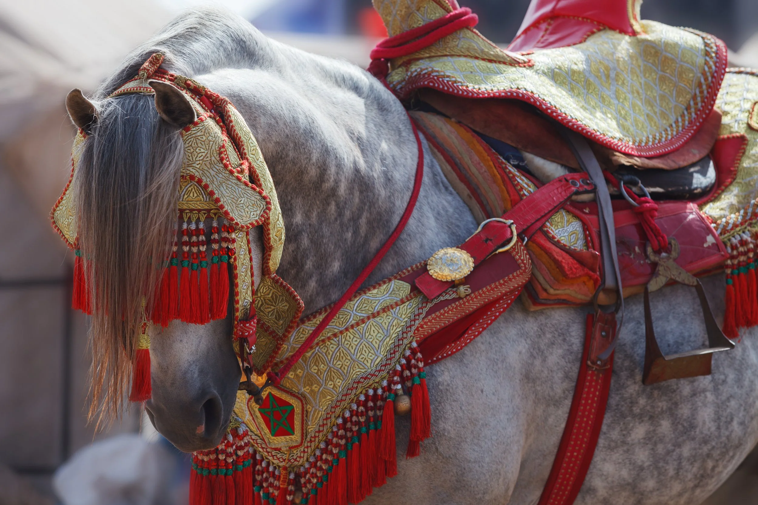 The Pulse of Tbourida: Morocco’s Equestrian Spectacle
