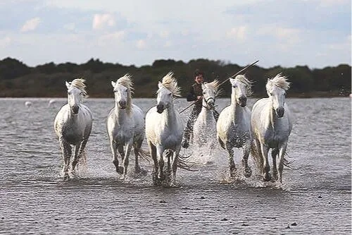 The Horses of the Camargue