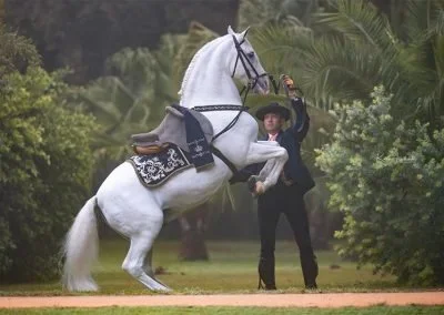 A  Guide to the Spanish Saddle and Its Variants