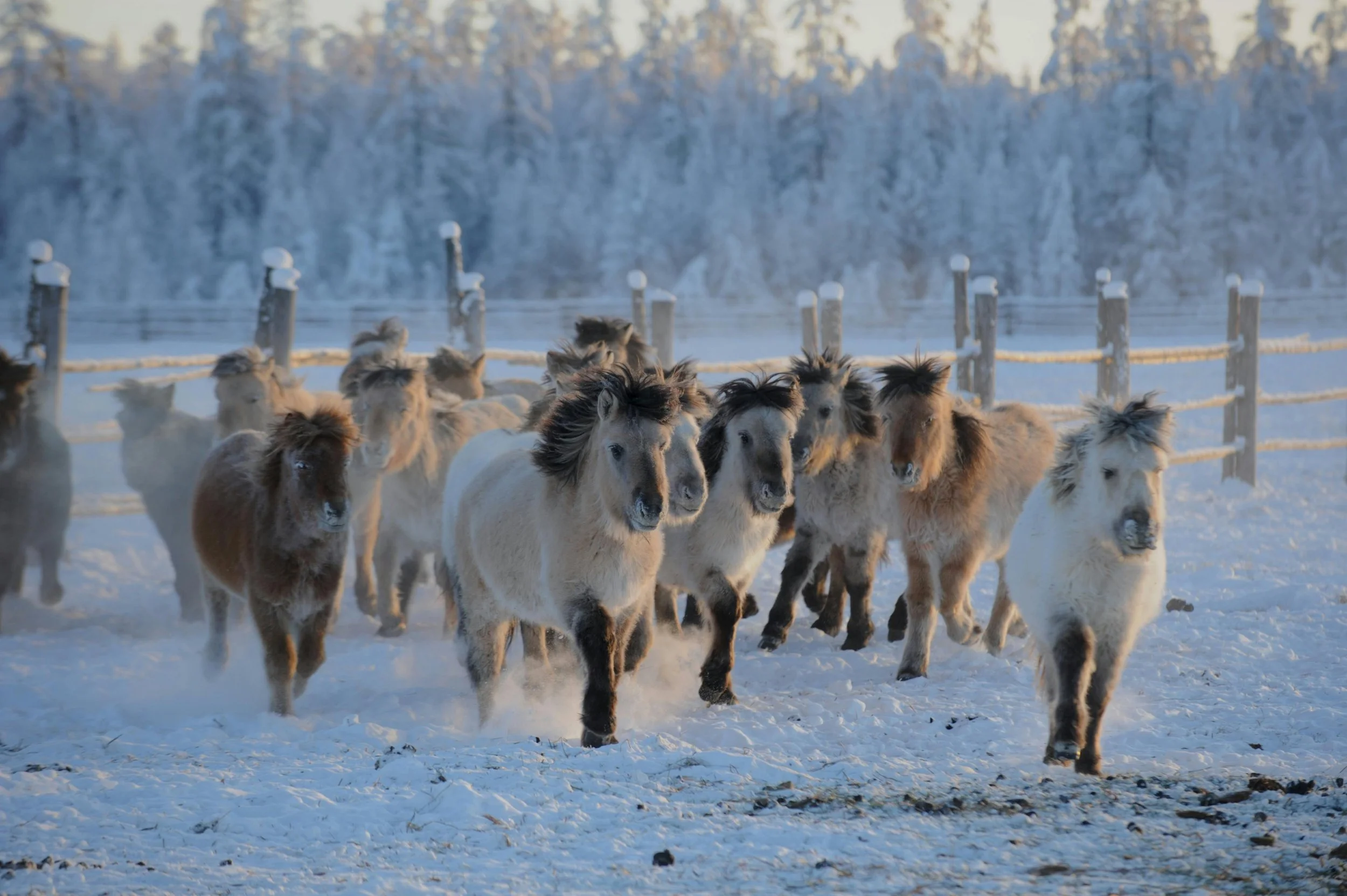 Spirit Horses of Yakutia: Guardians of Ice and Ancestry