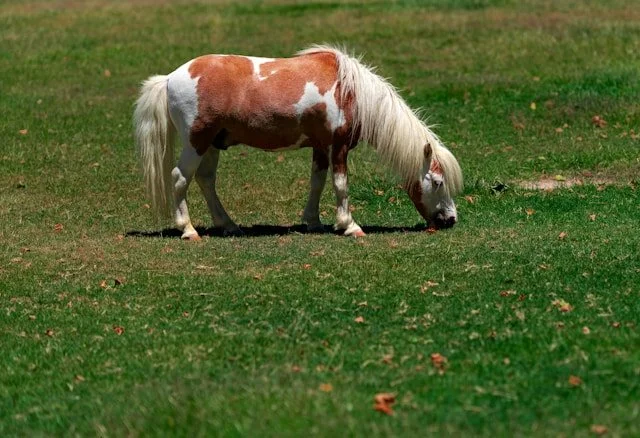 The Falabella
